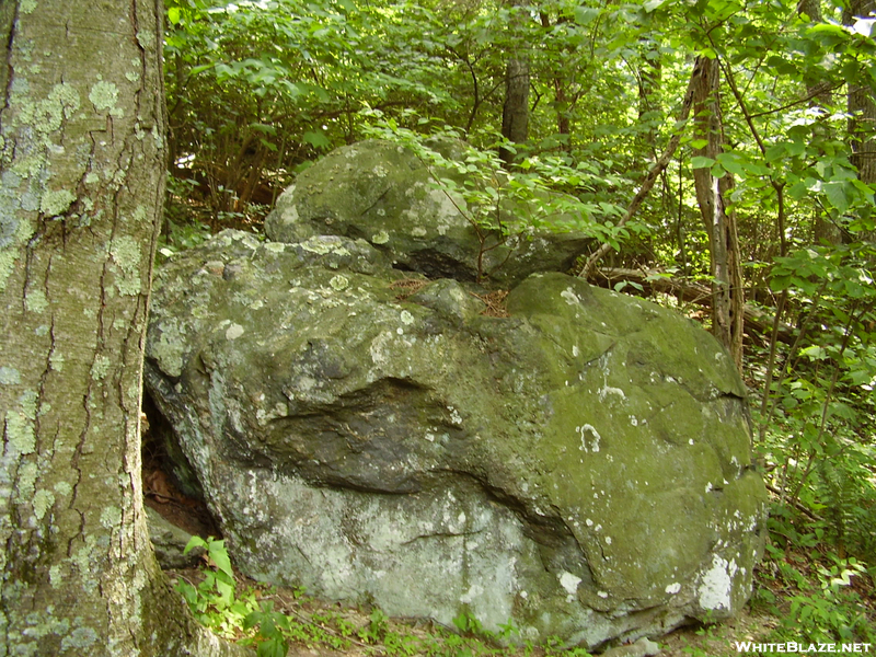 Sapling On A Boulder