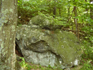 Sapling On A Boulder