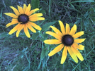 Susans