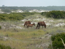 Cumberland Island 9-10 July 2008 by greentick in Other Trails