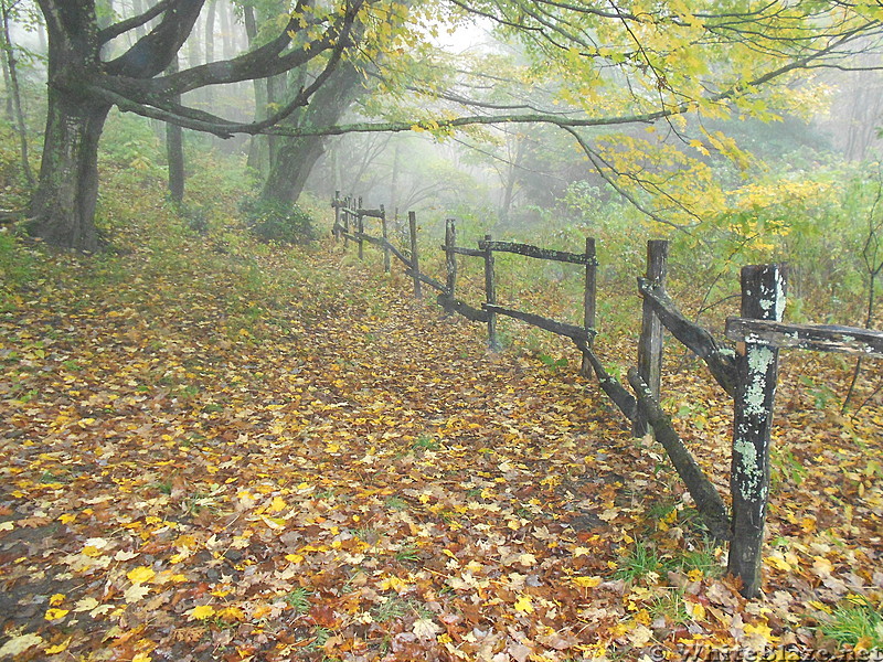 Old fence