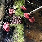 Mushrooms by hiker37691 in Views in North Carolina & Tennessee