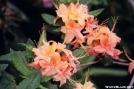 Flame Azalea, Carvers Gap