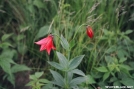 Gray's Lily, Carvers Gap by NialRiver in Flowers