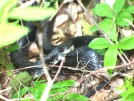 Blacksnake by Pedaling Fool in Snakes