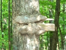 Sign a little south of Bryant Ridge Shelter by Pedaling Fool in Trail & Blazes in Virginia & West Virginia