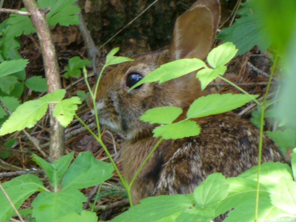 Rabbit in hiding - Just south of Calf Mnt Shelter