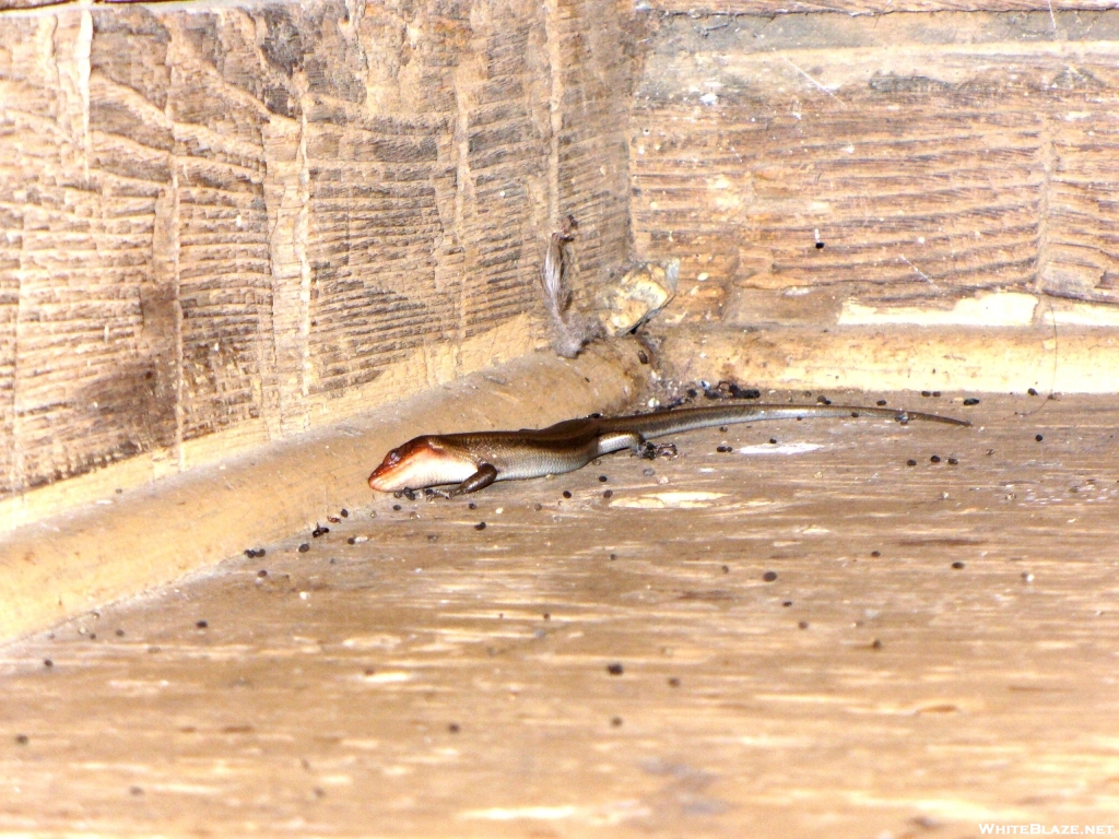 He's eating the ants, not the mice droppings (Rod Hollow Shelter)