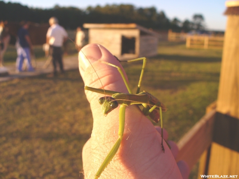 Praying Mantis