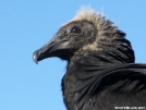 black vulture by Pedaling Fool in Birds