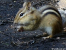 Chipmonk