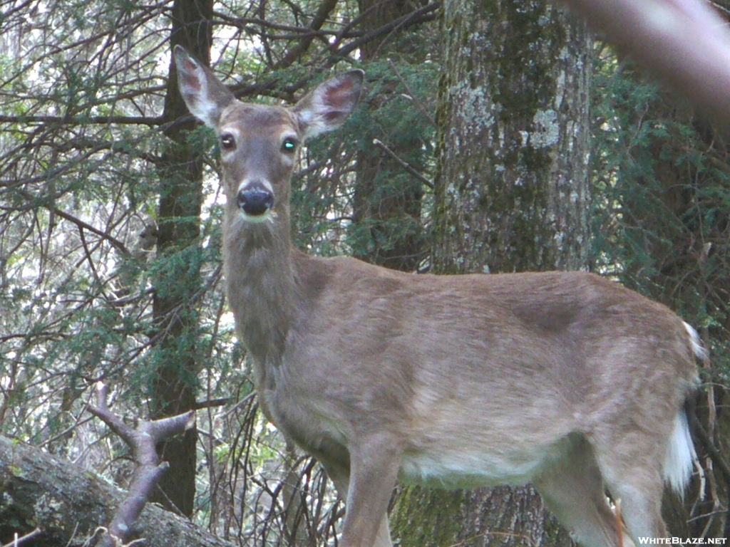 Deer had a rough winter