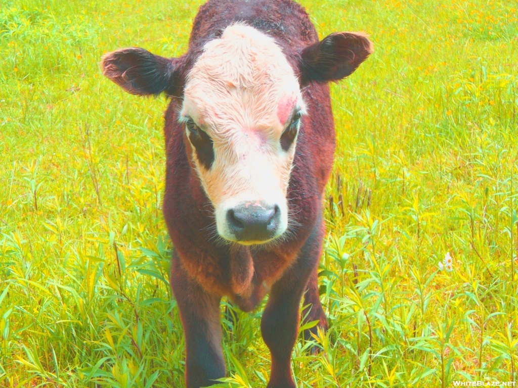 This immature bull did not want to let me pass through his field.