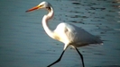 Great Egret by Pedaling Fool in Other Trails