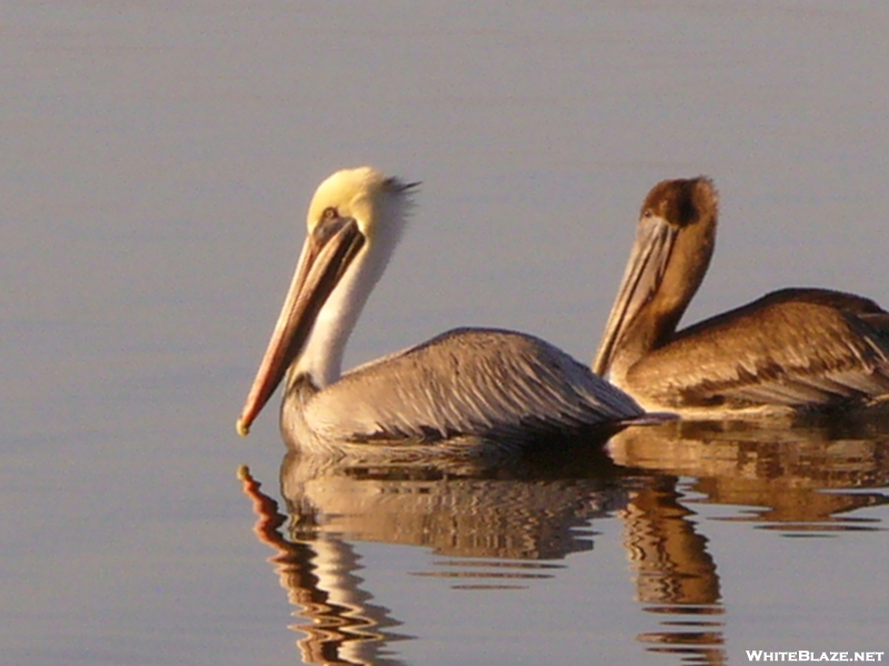 Pelicans