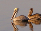 Pelicans by Pedaling Fool in Florida Trail