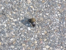 Dung beetles on Skyline Drive by Pedaling Fool in Other