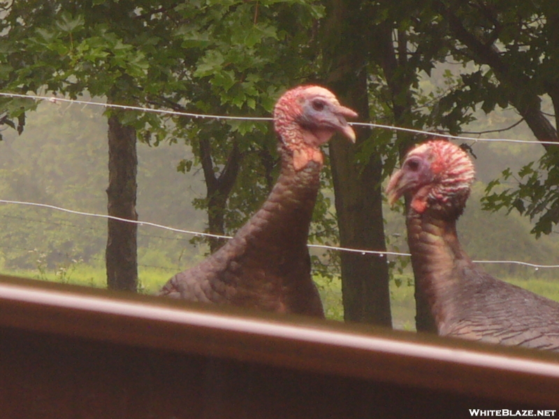 Turkeys On The Gap