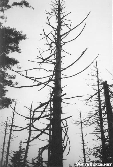 dead tree near Mt. Buckley