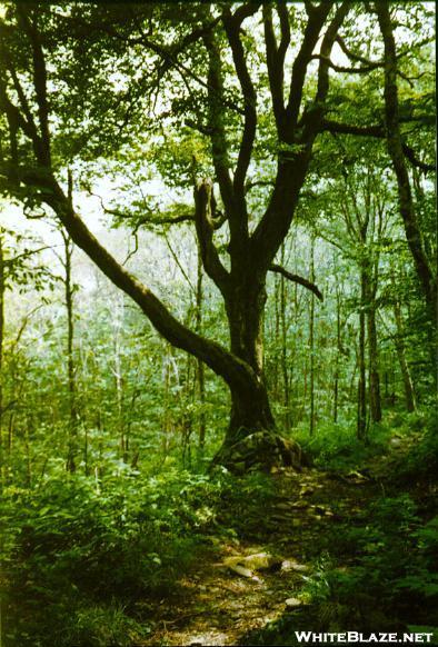 tree in the Great Smoky Mtns.