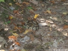 Rattler near McAfee Knob