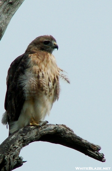 Red Tailed Hawk