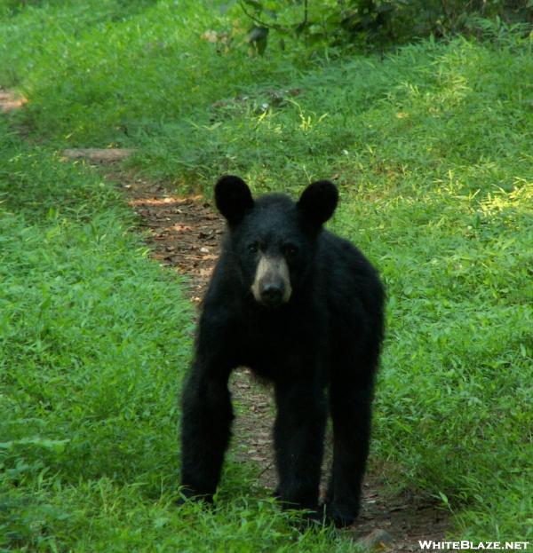 Young Black Bear Hiking AT