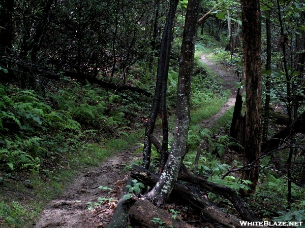 Trail In Shenandoah North Section