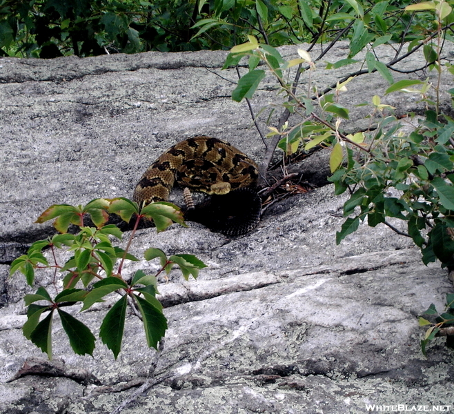 Snake In Pa