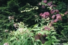 FLORA FAUNA GSMNP by TREE TOP in Flowers