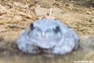 Strange Looking Toad