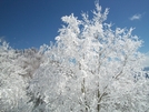 Newfound Gap by Lucky Dog in Views in North Carolina & Tennessee