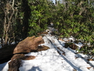 Deep Gap To Windingstair Gap by Lucky Dog in Section Hikers