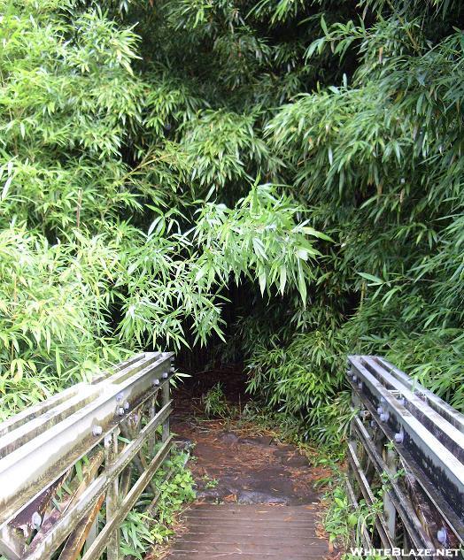 Entering Bamboo Forest