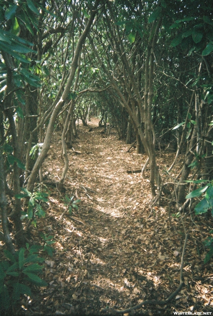 Enchanted Rhoddy tunnel