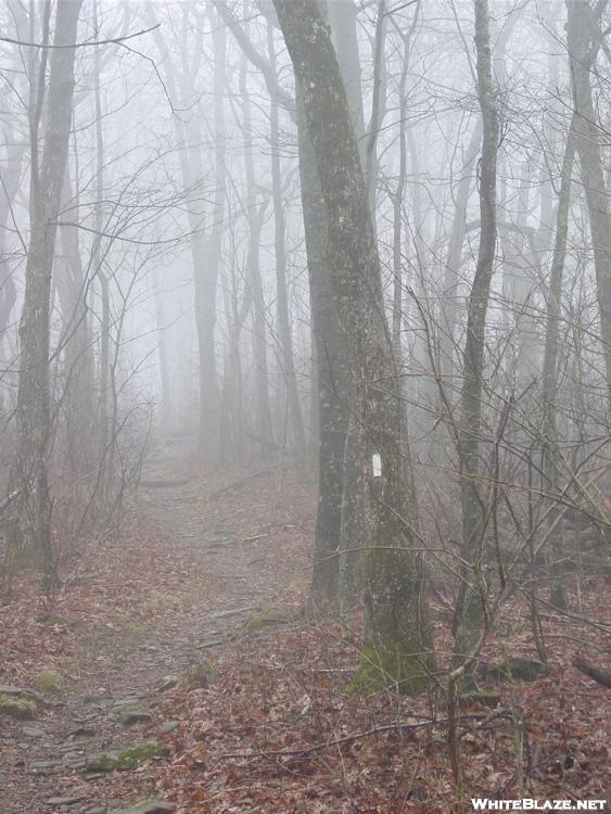 A foggy day near Unicoi Gap