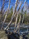 Birches On Peabody by Belgarion in Views in New Hampshire