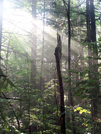 Lights In The Forest I by Belgarion in Views in New Hampshire