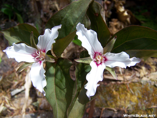 Painted Trillium Ii