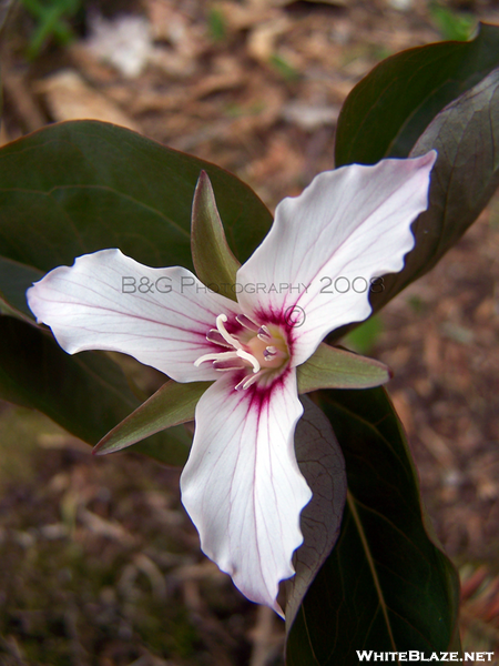 Painted Trillium I