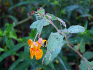 Orange Jewelweed by Belgarion in Flowers
