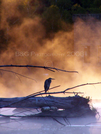 Heron's Mist by Belgarion in Views in New Hampshire