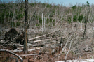 Boundary Waters Volunteer Vacation - Kek by Lyle in North Country NST