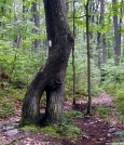 Twin tree by Birdny in Trail & Blazes in Maryland & Pennsylvania