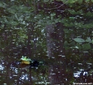 Frog near Depot Hill NY by Birdny in Other