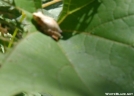 Some Frog near Nuclear Lake NY by Birdny in Other