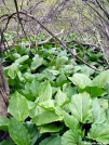 Skunk Cabbage by Birdny in Flowers