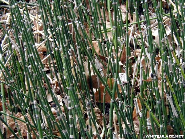 Horsetails