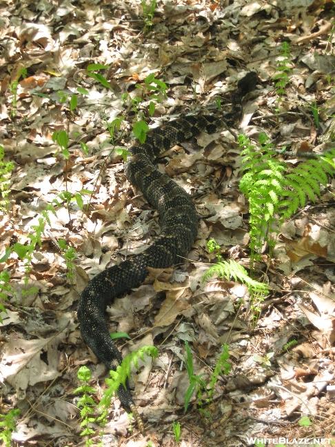 Timber Rattler on the Approach Trail