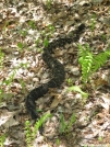 Timber Rattler on the Approach Trail by blitz134 in Snakes